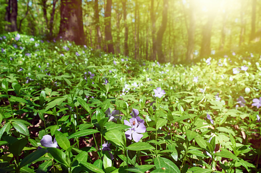Flower of periwinkle against the backdrop of a sun-drenched forest.