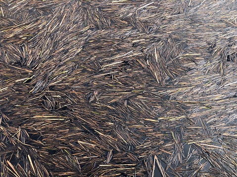 stems of dry reeds floating on the surface of the river form a chaotic swaying background