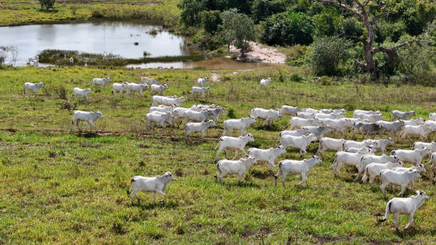istock field pasture area with white cows grazing 2149881516