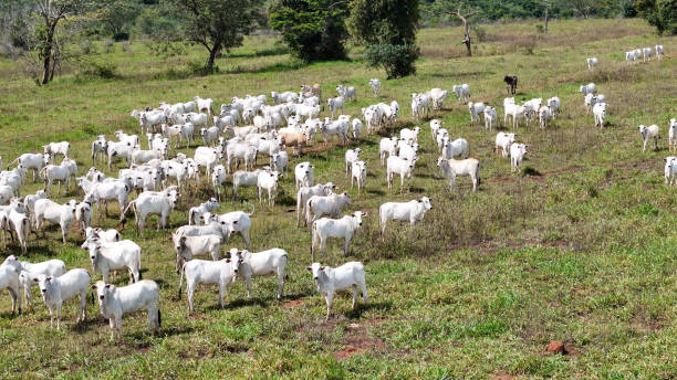 istock field pasture area with white cows grazing 2149881573