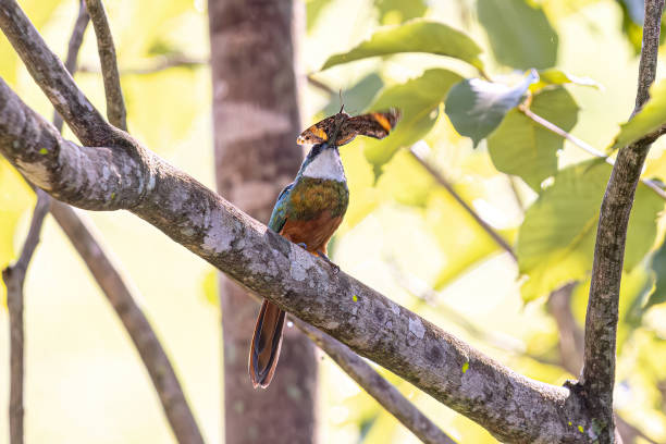 istock Animal Rufous-tailed Jacamar Bird preying on a butterfly 2149881862