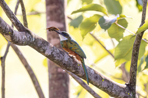 istock Animal Rufous-tailed Jacamar Bird preying on a butterfly 2149881952