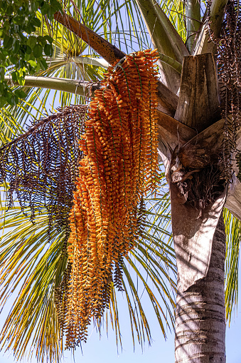 male flowers of the buriti palm tree with selective focus