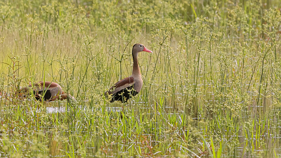 Black bellied Whistling Duck Animal of the species Dendrocygna autumnalis