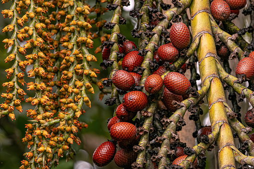 flowers and fruits of the buriti palm tree with selective focus