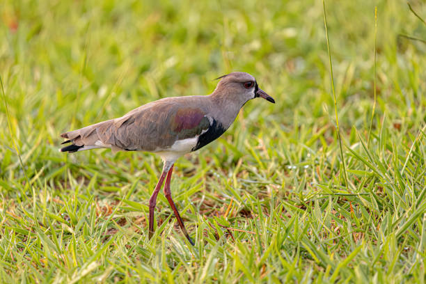 istock Adult Southern Lapwing Bird 2149882067