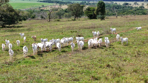 istock field pasture area with white cows grazing 2149882087