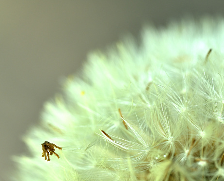 Close-up of a dandelion cypsela. Top left quarter.