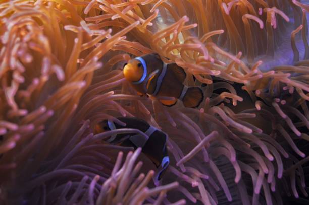 istock Amphiprioninae and corals 2149882503