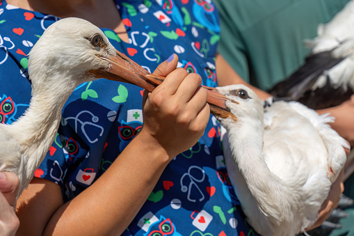 A treated stork will be released into the wild in Turkey