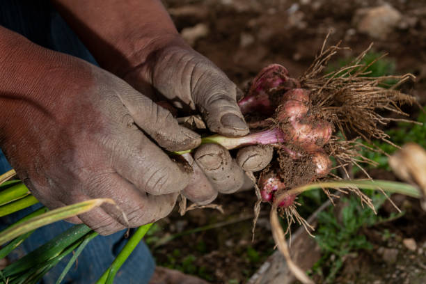istock Man's hands holding garlic crop in the Andean mountains 2149882521