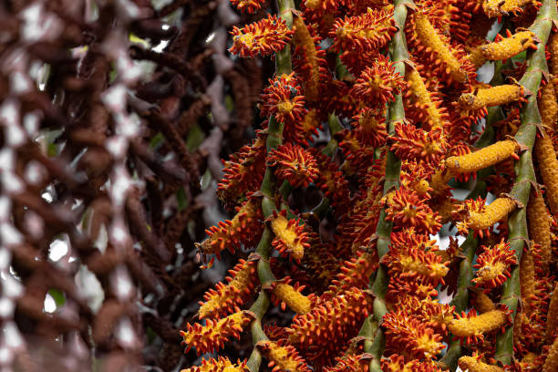 flowers of the buriti palm tree with selective focus