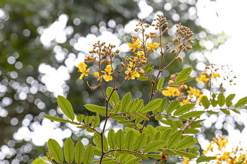 Small Yellow Flowering Plant of the genus Senna