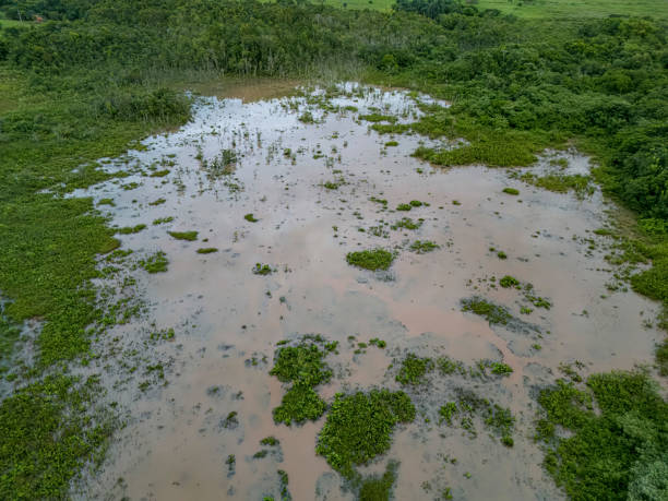 istock Small Swamp in Itaja Goias 2149882703