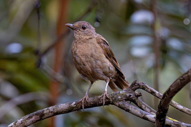 istock Animal Pale breasted Thrush Bird 2149882718