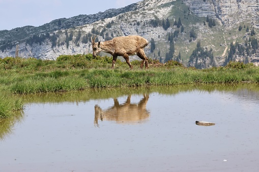 Ibex at the lake