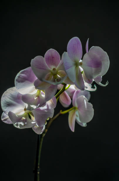 istock Pink phalaenopsis orchids on a black background 2149883047