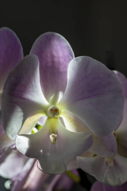 Pink phalaenopsis orchids on a black background. Close-up, selective focus.