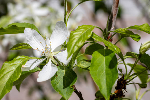 Fresh white flowers of a blossoming apple tree with a natural background.
