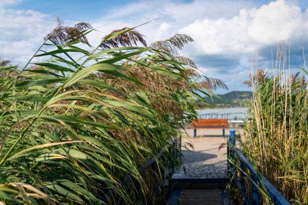 Summer Balaton landscape with bench and reeds, mountains in the background