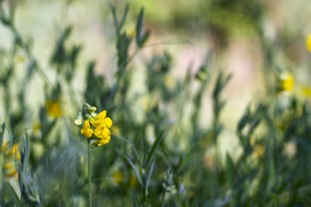 yellow flowers in summer meadow