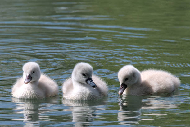 istock some very tiny swan fledglings close up in the water 2149885244