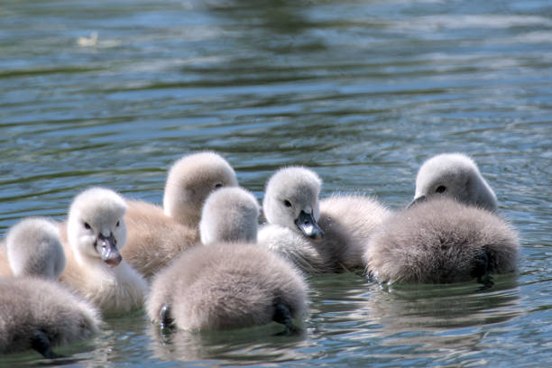 istock some very tiny swan fledglings close up in the water 2149885354