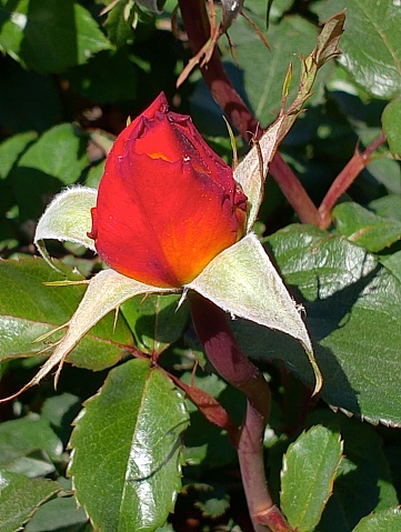 Flor rosa roja paisaje natural de jardín de mi pueblo