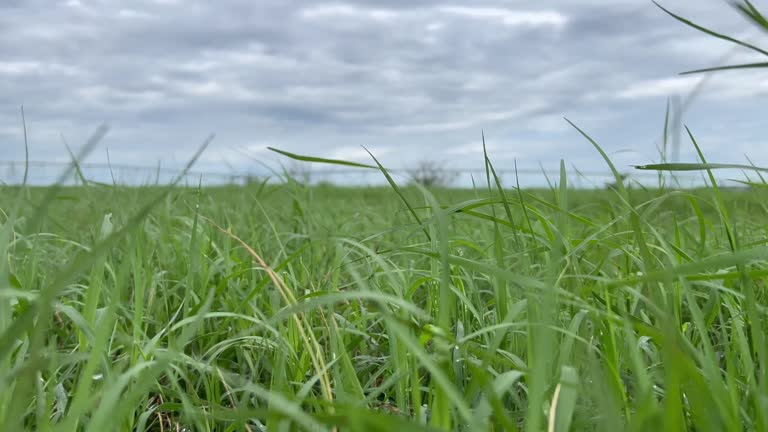 Pasture of cynodon dactylon - tifton on irrigated grass system. closeup to leafs high productive