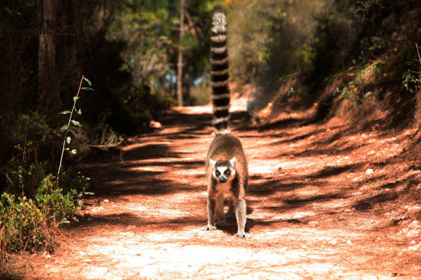 ring-tailed gray lemur in natural environment in private park Madagascar. Close-up cute primate. Funny cute smal animal