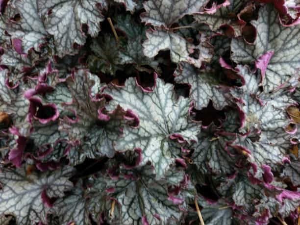 istock Pink edged light and mint green ivy, on a wall, South Wales UK 2149886257