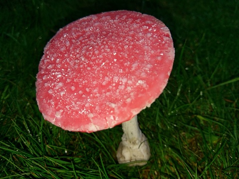 A Pink Mushroom With White Spores On The Top Of It, In The Middle Of A Large Grassy Field In Amesbury Wiltshire England UK