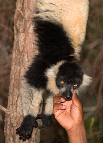Madagascar. Nosy Soa Park. 08. 10. 2023. Cute black and white lemur vari Varecia variegata Bright orange eyes, fluffy fur. Madagascar man petting a lemurab sitting on a tree