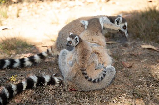 Ring-tailed lemur (Lemur catta) sitting in the sun warming its body with its front legs spreaded. The ring-tailed lemur sunbathes, sitting upright facing its underside, with  thinner white fur towards the sun.