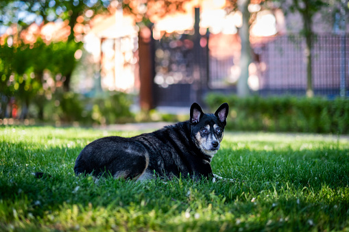A female dog with contrasts of light and shadow enhance her majestic presence on the greenery.