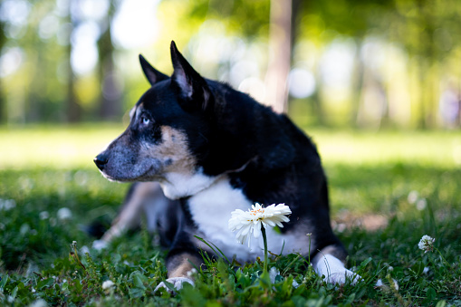 The black and white short-haired female dog, a mix of husky, lounges contentedly.