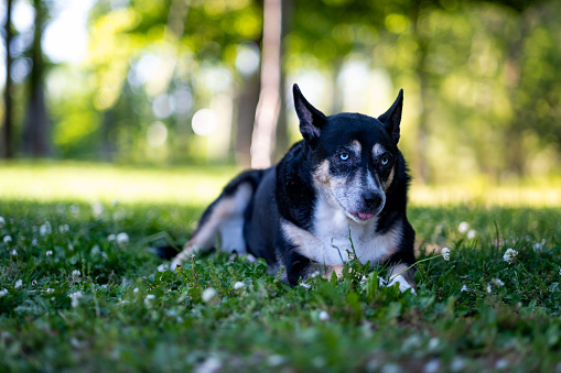 Dog captured against a soft, bokeh-filled garden backdrop, she embodies outdoor tranquility.