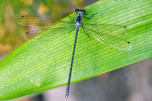 Tiny dragonfly (Zygoptera) perched on a leaf
