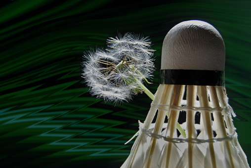 Both objects are extremely light. Dandelion is a perennial herbaceous plant of the Asteraceae family and a badminton shuttlecock made from natural feathers.