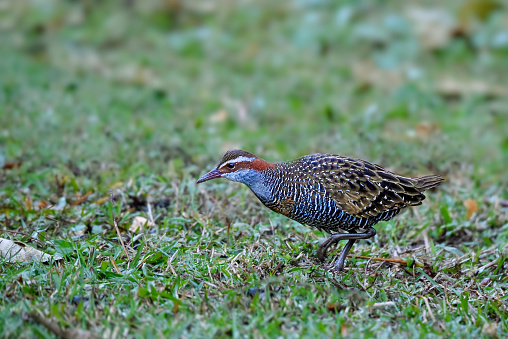 Sometimes known as a barred rail, foraging in the rainforest grasslands on Queensland's hinterland.