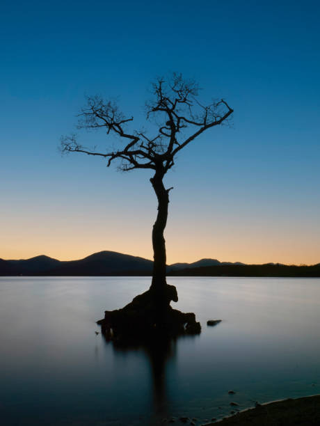 istock The Lone Tree at Loch Lomond, Scotland 2149889740