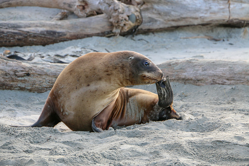 Fur seal laying on the beach in Kaikoura, New Zealand