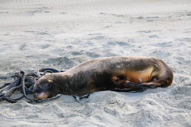 istock Fur seal in Kaikoura 2149889836