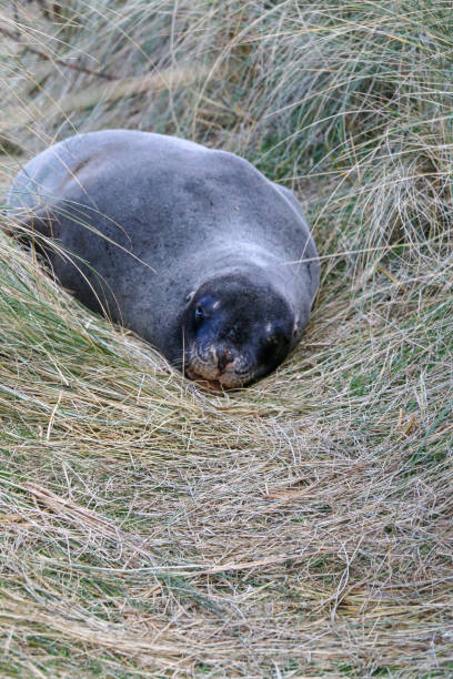 istock Fur seal in Kaikoura 2149889862