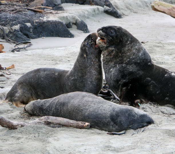 istock Seals and Sea Lions 2149889867