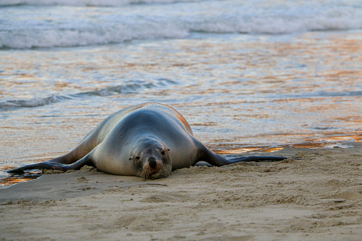 Fur seal laying on the beach in Kaikoura, New Zealand with water in the background