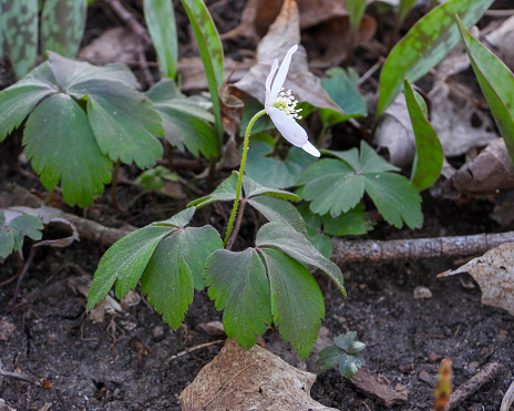 Anemone quinquefolia (Wood Anemone) Spring Woodland Wildflower Native to North America