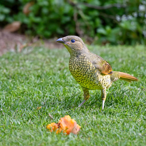 Young satin bowerbird foraging on the ground