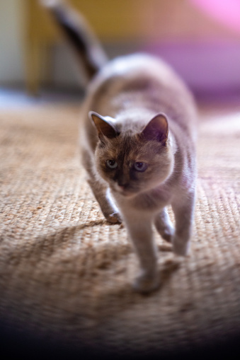 Cute cat with blue eyes walking towards the camera. Tilt-shift image with lens flare.