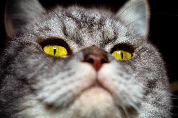 Closeup portrait of one cat with yellow eyes, staring at camera.